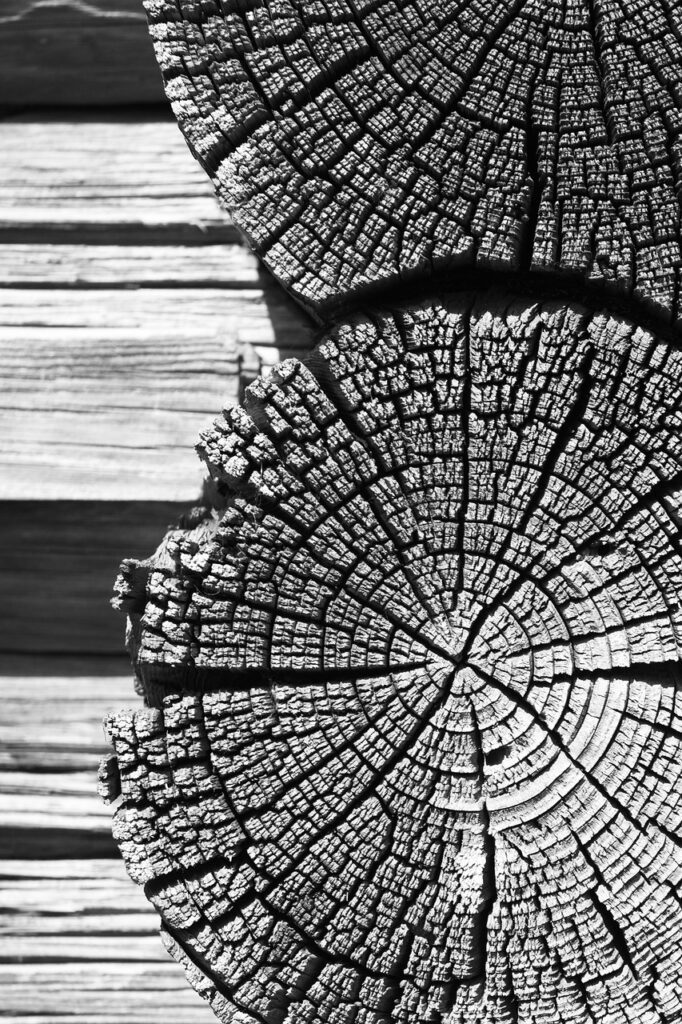 tree, wood, wood texture-1276203.jpg